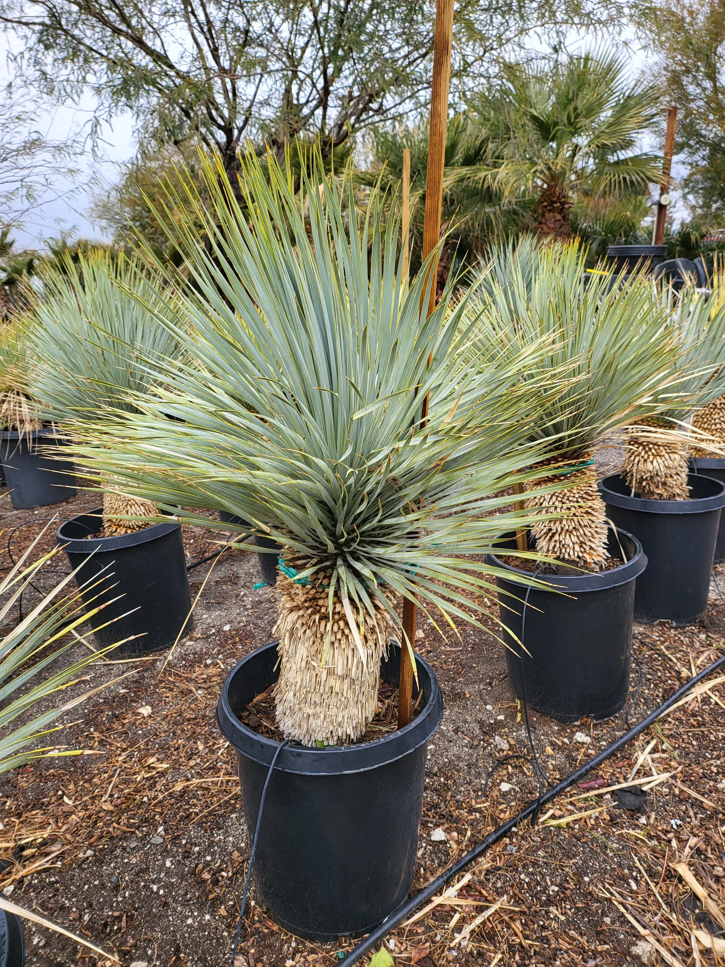 Yucca Rostrata — GDNC Nursery